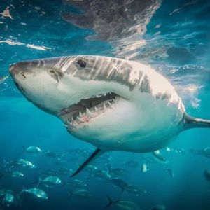 Meet your Posher, Charles